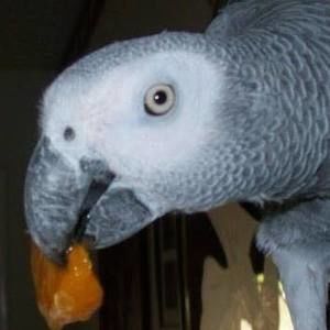 Meet your Posher, Maryjane